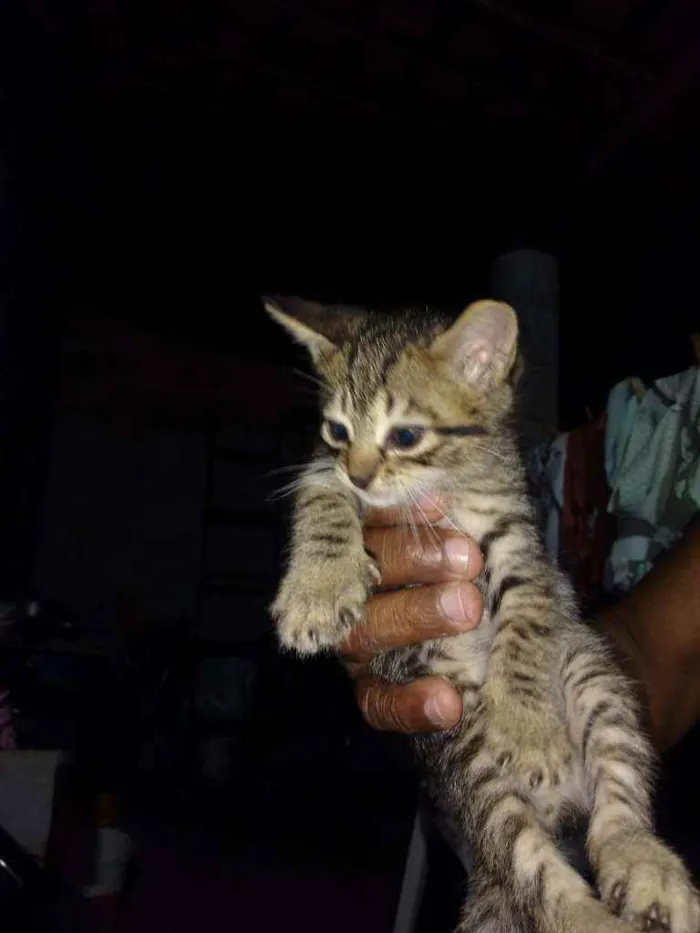 Gato raça Srd idade Abaixo de 2 meses nome Sem nomes