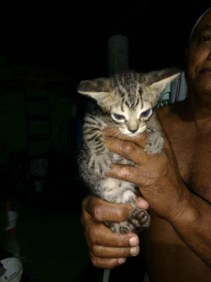 Gato raça Srd idade Abaixo de 2 meses nome Sem nomes