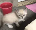 Linda