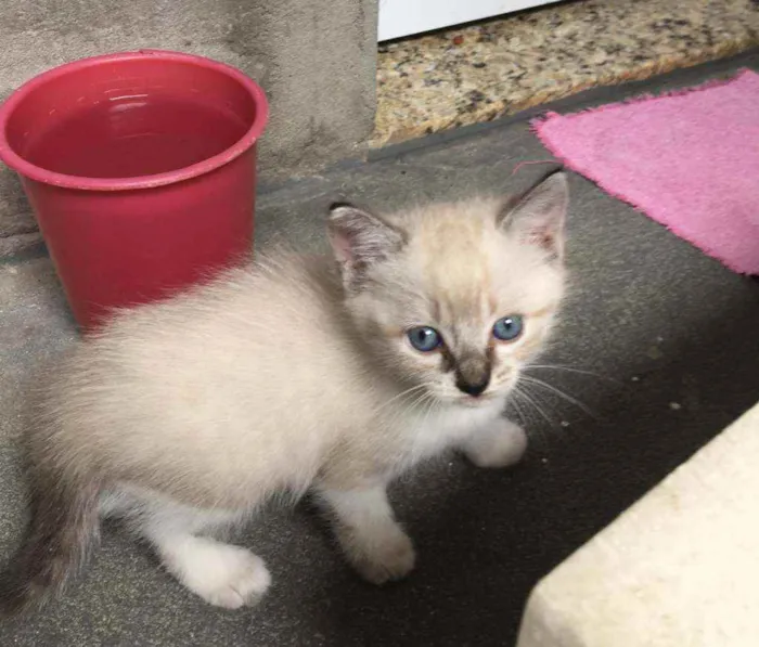 Gato raça Siamês idade Abaixo de 2 meses nome Linda