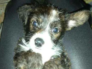 Cachorro raça  idade Abaixo de 2 meses nome Tody ( filhote)
