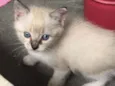 Linda