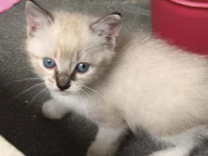 Gato raça Siamês idade Abaixo de 2 meses nome Linda