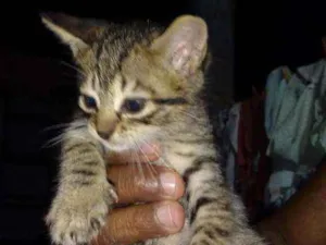 Gato raça Srd idade Abaixo de 2 meses nome Sem nomes