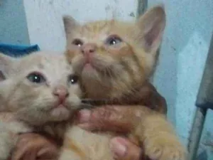 Gato raça Siamês e amarelo idade Abaixo de 2 meses nome Simba e lua