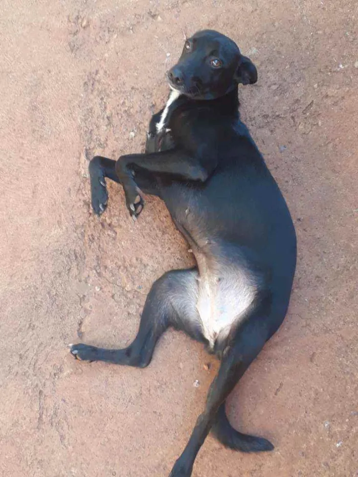 Cachorro ra a Indefinida  idade 1 ano nome Belinha 