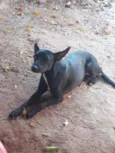 Belinha