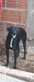 Belinha