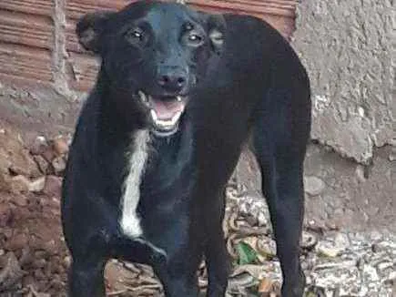 Cachorro ra a Indefinida  idade 1 ano nome Belinha 