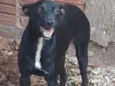 Belinha