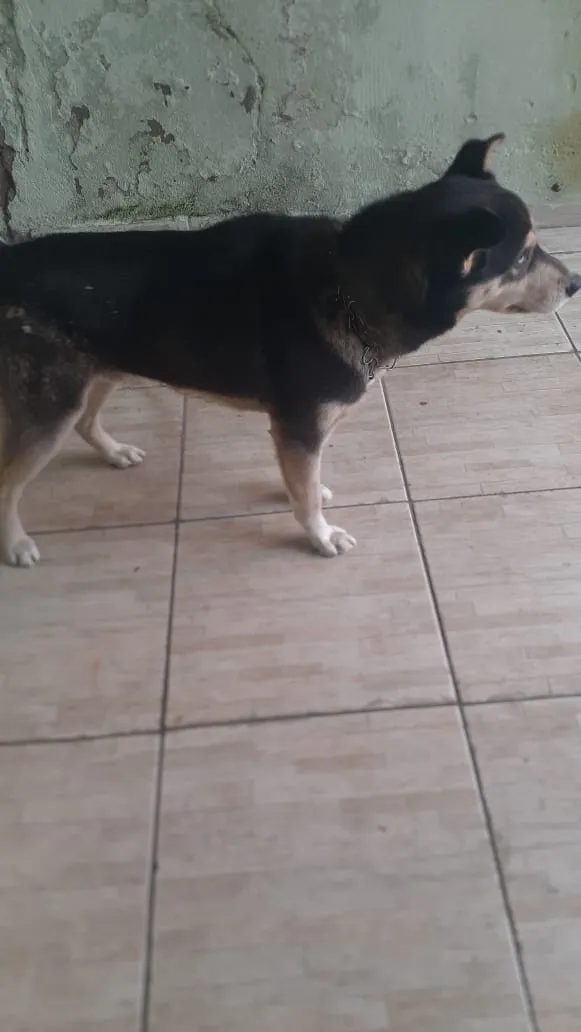 Cachorro ra a Husky Siberiano idade 2 anos nome Duk