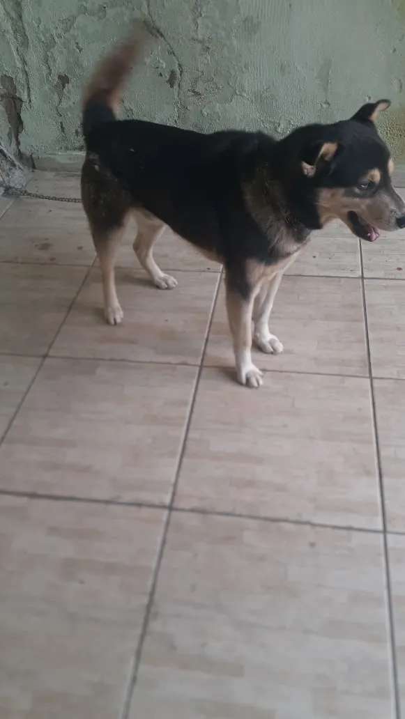 Cachorro ra a Husky Siberiano idade 2 anos nome Duk