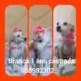 Branca