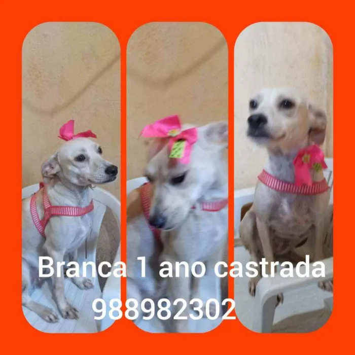 Cachorro ra a Srd idade 1 ano nome Branca