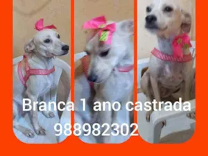 Cachorro raça Srd idade 1 ano nome Branca