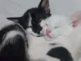 Gatinhos