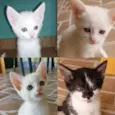 Gatinhos