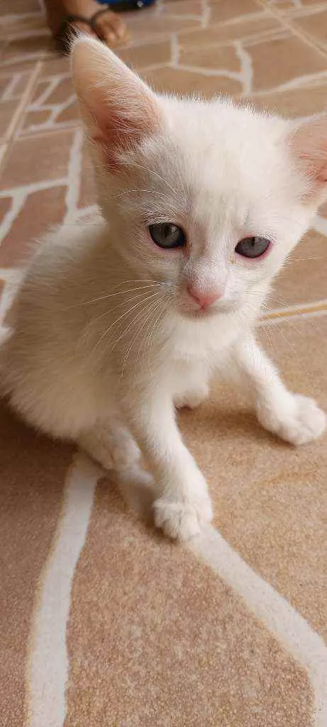 Gato ra a Vira lata  idade 2 a 6 meses nome Gatinhos 