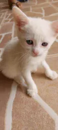 Gatinhos