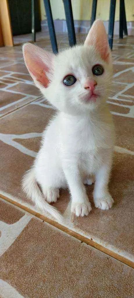 Gato ra a Vira lata  idade 2 a 6 meses nome Gatinhos 