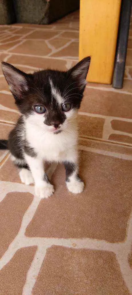 Gato ra a Vira lata  idade 2 a 6 meses nome Gatinhos 