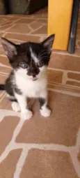 Gatinhos
