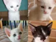 Gatinhos