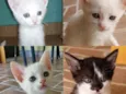Gatinhos