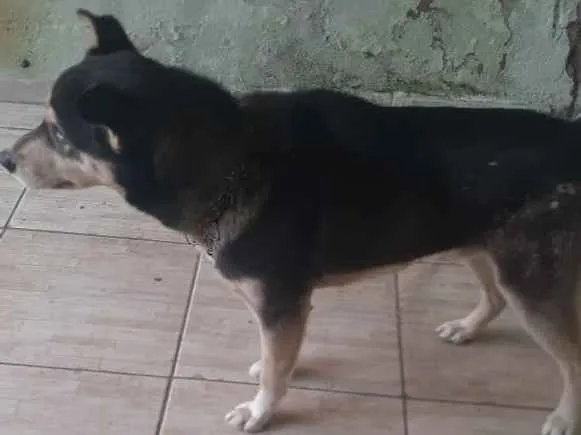 Cachorro ra a Husky Siberiano idade 2 anos nome Duk