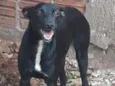 Belinha