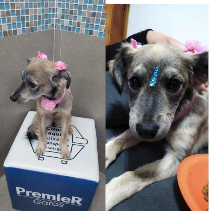 Cachorro ra a Vira lata idade 2 a 6 meses nome Perola