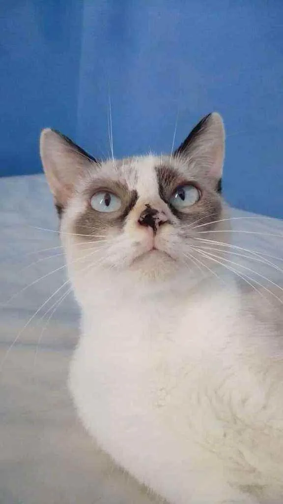 Gato ra a Srd idade 2 anos nome Marie