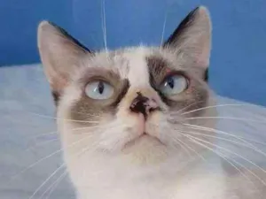 Gato raça Srd idade 2 anos nome Marie