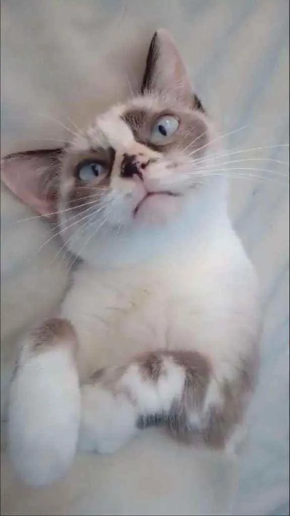 Gato ra a Srd idade 2 anos nome Marie