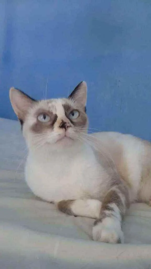 Gato ra a Srd idade 2 anos nome Marie