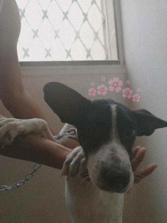 Cachorro ra a Vira Lata  idade 7 a 11 meses nome Totó Jacó 