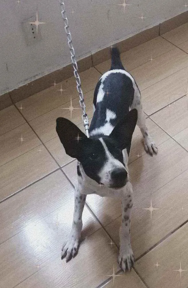 Cachorro ra a Vira Lata  idade 7 a 11 meses nome Totó Jacó 