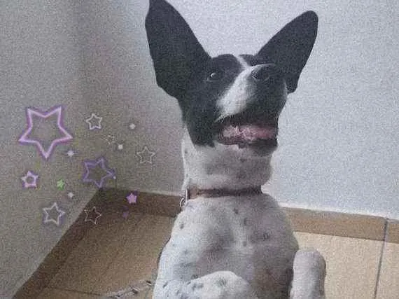 Cachorro ra a Vira Lata  idade 7 a 11 meses nome Totó Jacó 