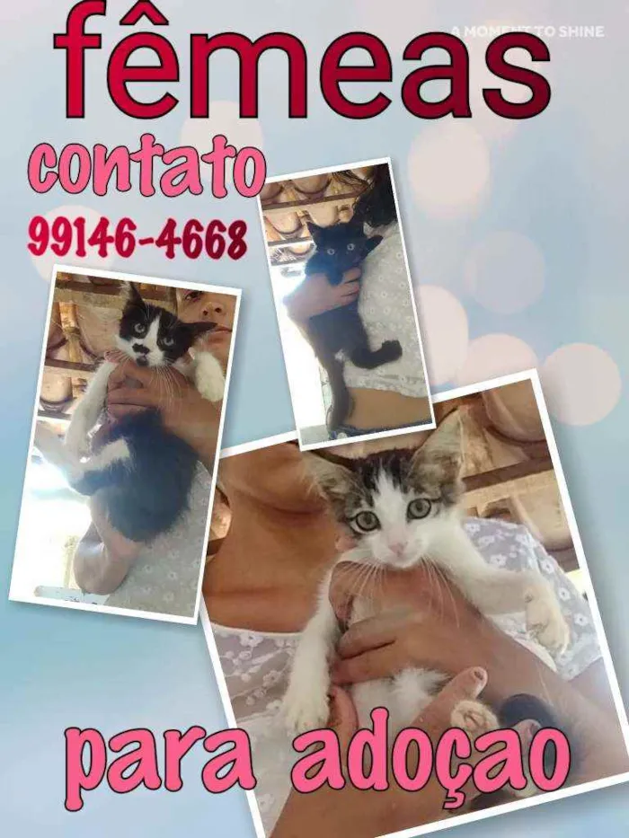 Gato raça Srd idade 2 a 6 meses nome Sem nomes