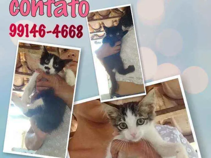 Gato raça Srd idade 2 a 6 meses nome Sem nomes
