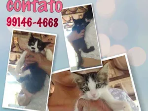 Gato raça Srd idade 2 a 6 meses nome Sem nomes