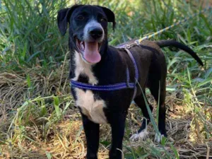 Cachorro raça SRD idade 2 a 6 meses nome Snoopy