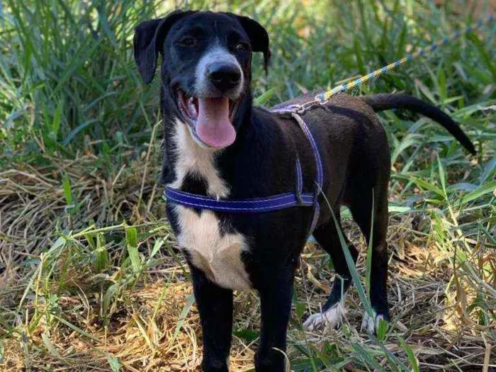 Cachorro ra a SRD idade 2 a 6 meses nome Snoopy