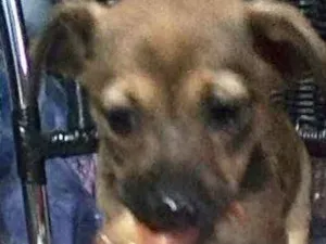 Cachorro raça Srd  idade 2 a 6 meses nome Luna Linda bebê 