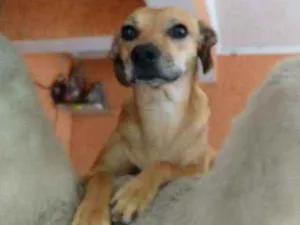 Cachorro raça Srd idade 1 ano nome Fofa