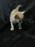 5 gatinhos