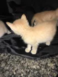 5 gatinhos