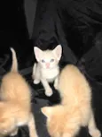 5 gatinhos 