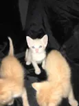 5 gatinhos