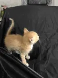 5 gatinhos